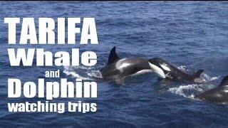 Dolphin and whale watching from Tarifa in Spain