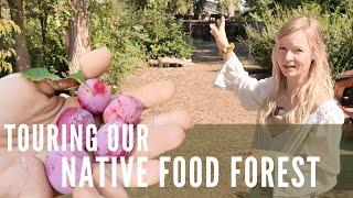 This native food forest feeds us AND supports our garden!