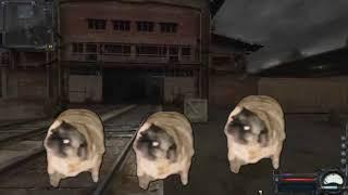 Pugs dance to the radio of bandits from stalker