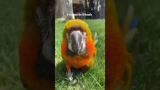 Wanna be friends?! #vibecheck #vibes #friends #comet #macaw #parrots #birds #birdtricks #shorts