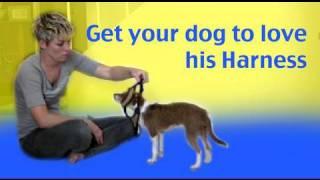 Get your dog to like having his harness put on - dog training