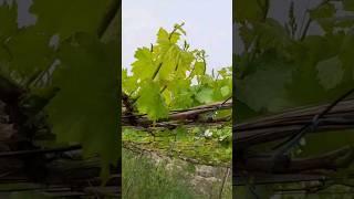 Believe me, you will like this grape Uzbekistan #shorts #grape #vineyard