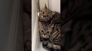 天太热了给你们装个小米空调吓坏了#金虎斑 #猫咪 #小米