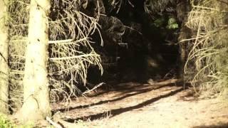 Еловый лес релакс видео  / The beautiful spruce forest relax vide