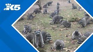 Poulsbo woman calls authorities after finding over 100 raccoons outside her home