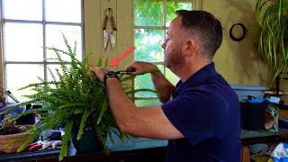 I Stopped Killing My Boston Fern When I Did This.. |  Houseplant Hacks