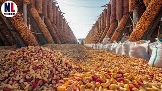 Sustainable Cashew Farming Practices - Cashew Nut Processing Techniques