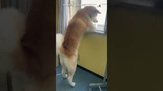 哀愁漂う小梅ちゃん｜PECO #秋田犬 #akitainu #akita_inu #秋田犬がいる暮らし