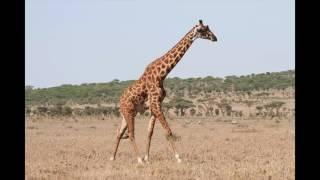 My African story in short - Dr. Anna Elisabet Olafsdottir