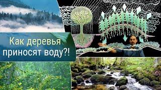 Как деревья создают воду?!