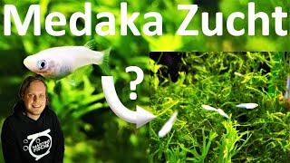 MEDAKA ZUCHT (Oryzias latipes) - Einfach zu vermehrende Fische