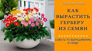 Как вырастить герберу из семян / Руководство по выращиванию герберы / Шаг 1: посадка