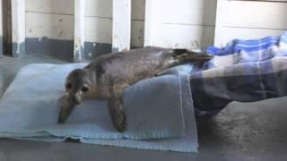 Call for the wild! - Please vote Hope for Wildlife!