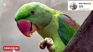 The best Ra parrot video || Alexander eating food || raw parrot.