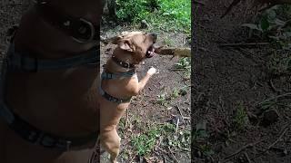 Амстафф Басси играет с веткой #staff #dog