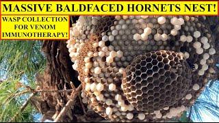 MASSIVE BALDFACED HORNETS NEST! WASP VENOM COLLECTION IN INDIANA, USA, FOR VENOM IMMUNOTHERAPY (VIT)