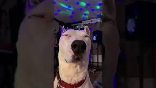 (Official) Heavy Metal Dog | MisterMainer #mistermainer #dog #cat