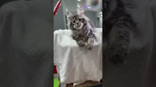 Meet Katie – Black Marble Maine Coon Kitten  Sweet, Silky & Curious! #kitten #cute #cat