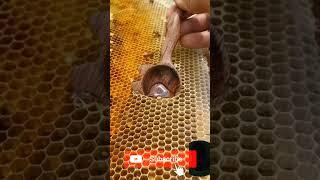 Satisfying Honey Creations