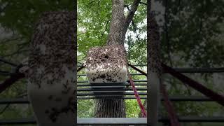 Swarm #4 | Not Even Trying! | RidgeLife #Shorts