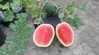 Watermelon Organic. Growing watermelons without a bed and without chemicals