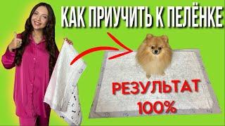 Как приучить щенка к пеленке / результат  #моисобаки