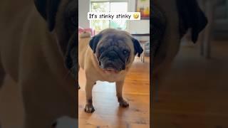 Oops I farted again  #puppy #pets #cute #pug #funny