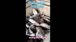 How it made Canned Tuna processing in Factory--Precooked Tuna loins/Canned Tuna Processing Video