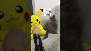 学好这几招，家里猫猫没有叛逆期三#shorts