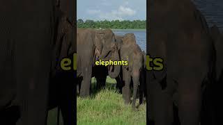 The DARK Truth About Elephant Behavior You Never Knew