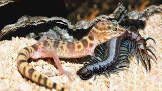 Red Centipede vs Monitor Lizard _ Monitor Lizard knock down Centipede | IVM Reptile Story