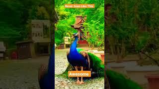 Our National Bird Peacock #travel #photography #tourism #aws #beauty #shorts #trendingshorts #yt