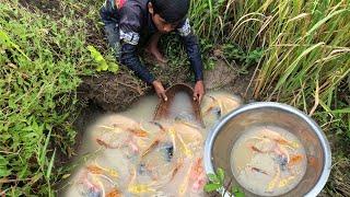 wow amazing! catch a lots of beautiful japan koi fish in rice field to raising