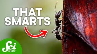 The 8 Most Painful Insect Stings on Earth