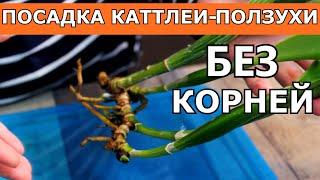 Как посадить каттлею с длинным шагом ризомы без корней. Пример, как можно закрепить