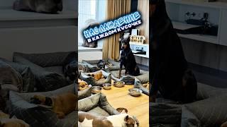 Собаки забывают свои клички при виде ЭТОГО! А ваш пес уже пробовал корм AlfaBulls!?