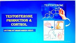 Testosterone Production (in Testis Leydig Cells) & Control Lecture @ShahTareen Swati