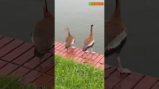 Two Cute Whistling Ducks Flying and Calling