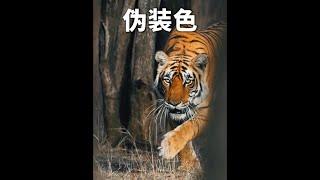 老虎需要偽裝色嗎？ #老虎 #動物解說