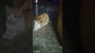 اسرارالحيوان-تزاوج قطه صغيره للمره الاولى