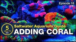 Top LPS and soft corals that make a tank POP! Adding simple beginner corals