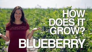 BLUEBERRY | How Does it Grow?