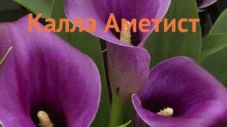 Калла обыкновенная Аметист (ametist ametist)  Аметист обзор: как сажать, луковицы каллы Аметист