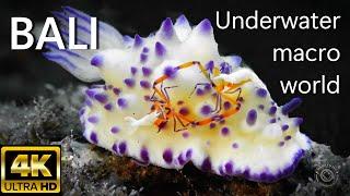 AMAZING UNDERWATER MACRO WORLD 4K | BALI | Relax | Marine life | Sea Animals