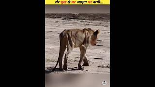 A lion may die of hunger but..#viral