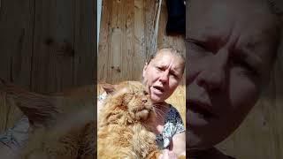 Мейн кун. Кот Джокер.  Поем от души. Шансон.