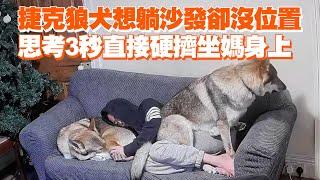 捷克狼犬想躺沙發卻沒位置　思考3秒直接硬擠坐媽身上｜精選影片