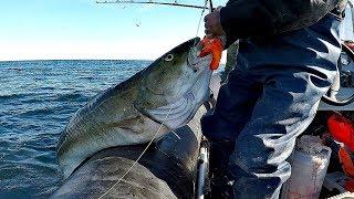 ГИГАНТСКАЯ ТРЕСКА В ЛОДКЕ / GIANT COD IN THE BOAT