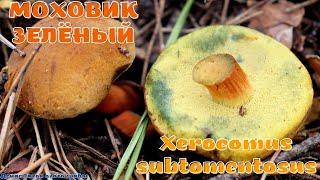 Моховик зеленый | Xerocomus subtomentosus