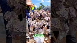 Beginner's Succulent Care: Easy Tips for a Beautiful Plant Garden